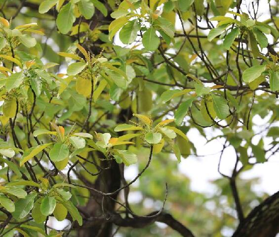 毗黎勒(植物)