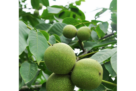 煙臺野核桃家系10號