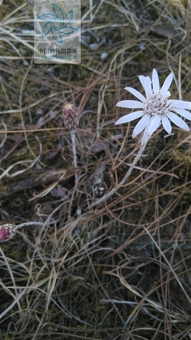 早花大丁草