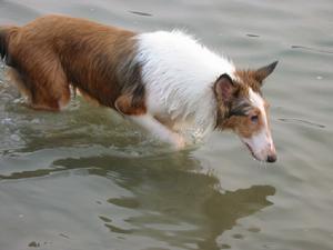 老湖鎮畜牧業