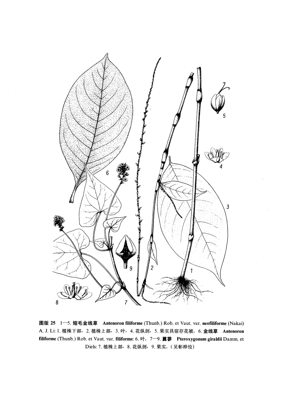 短毛金線草