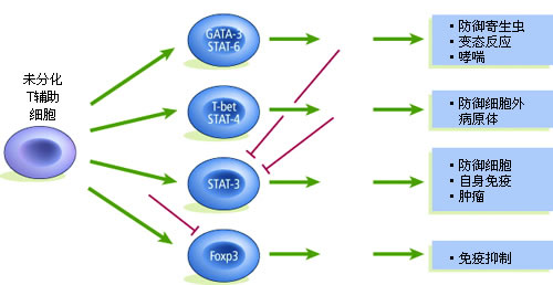 T輔助細胞分化及作用