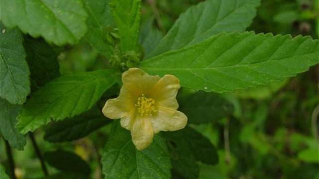 白背黃花棯