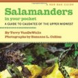 Salamanders in Your Pocket