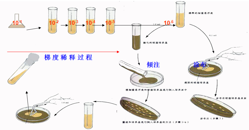 稀釋塗布法