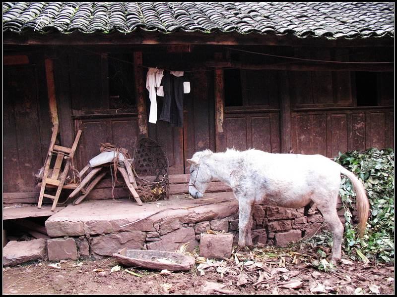 耳美的村農村經濟-養殖業