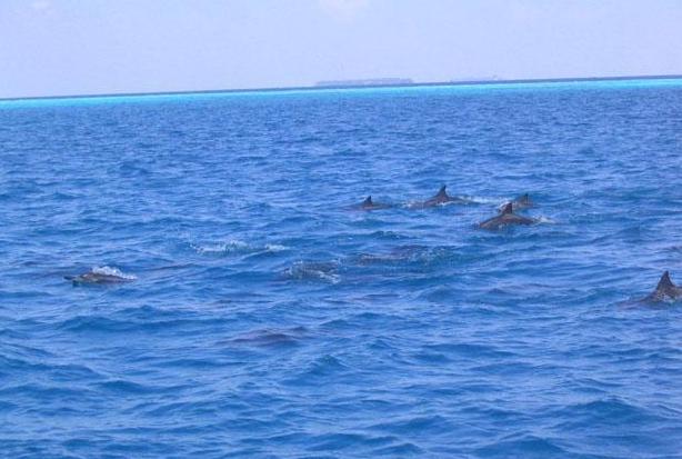 海洋生物地理學