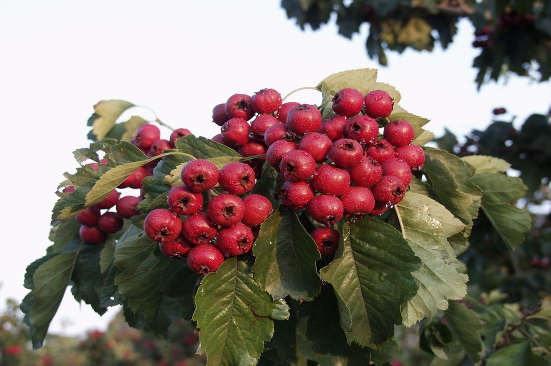 興隆山楂(興隆紅果)