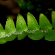 腎蕨(篦子草（植物）)