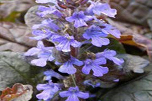 Ajuga reptans \x27Mahogany\x27