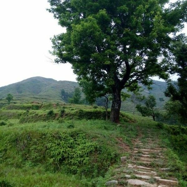 平陽大嶺古道