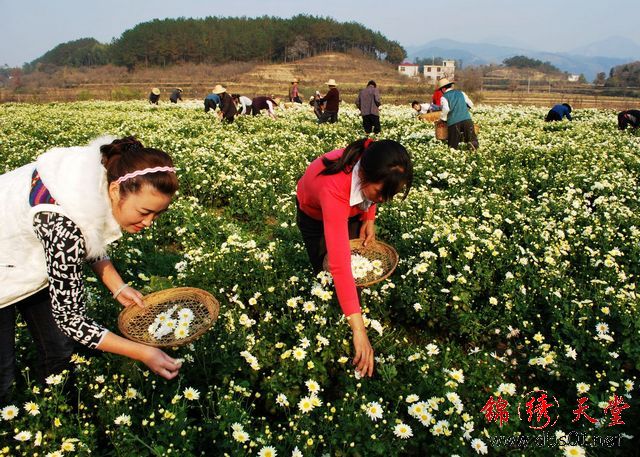 村民喜摘杭菊時的情景