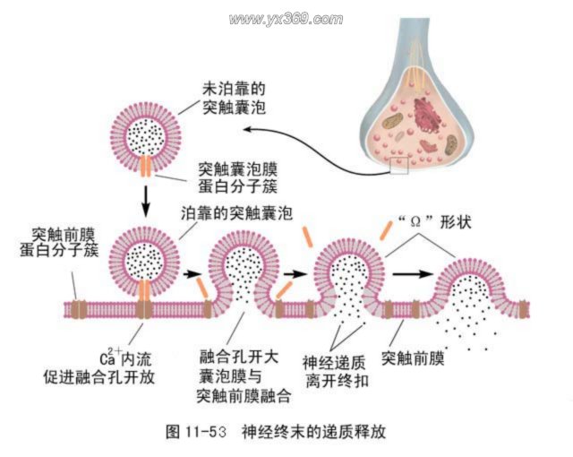 振動生理效應