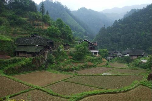 渠江茶園