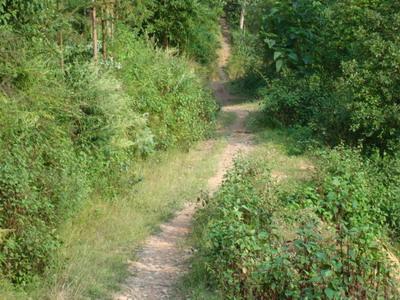 進村道路