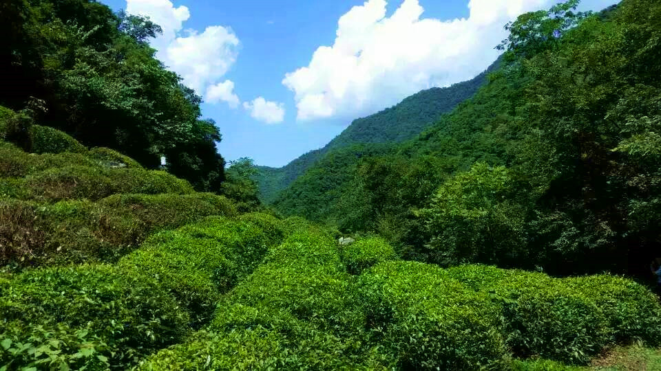 茶園美景