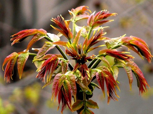 芮城香椿