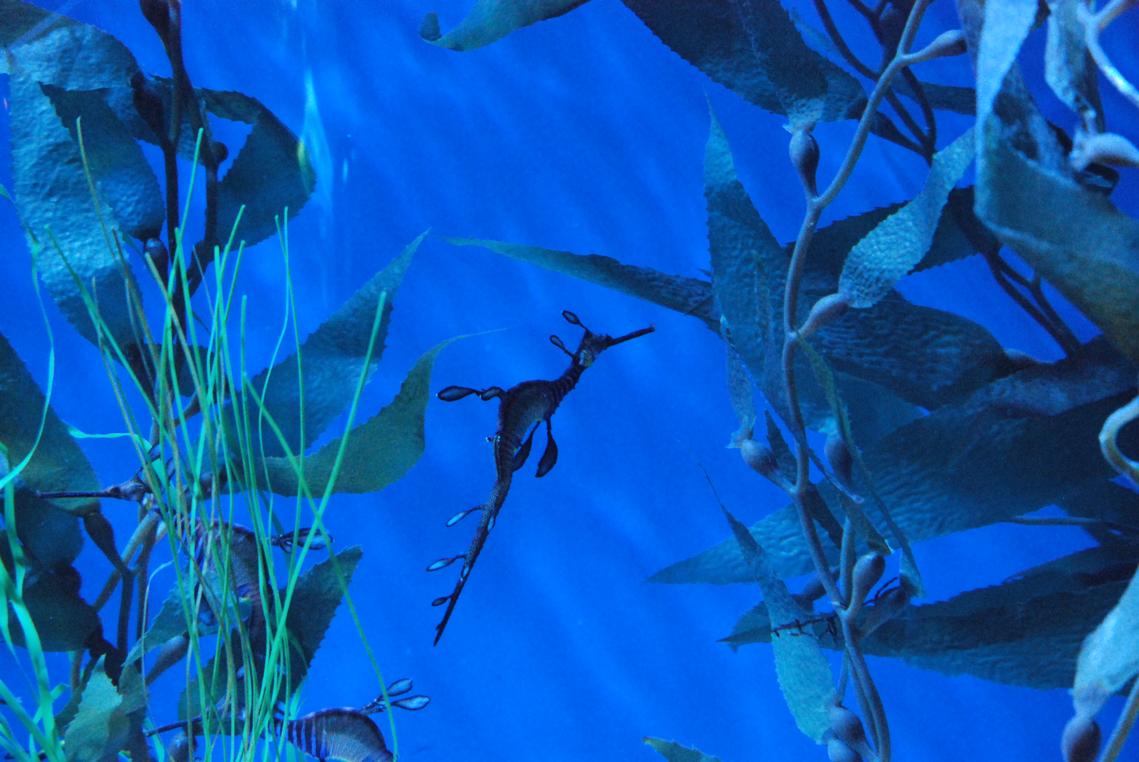 水族館裡的草海龍