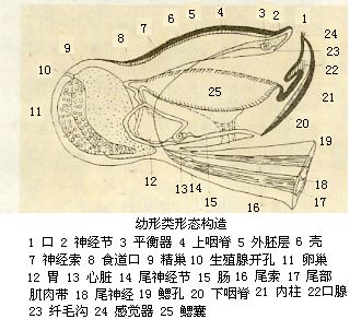 形態構造