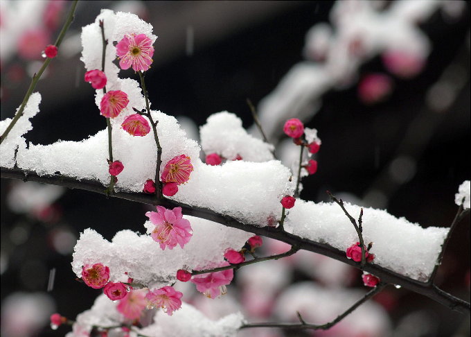 三部樂·梅雪