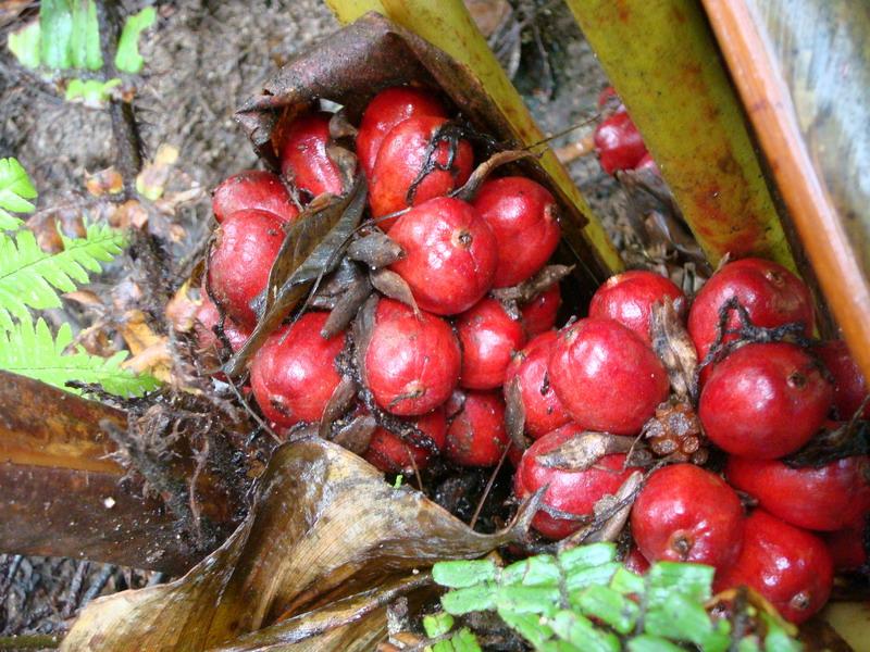 紅草果