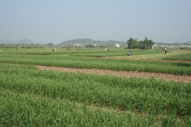 潘集萬畝蔬菜基地