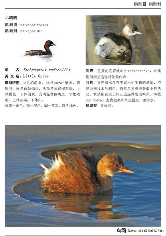 中國新疆喀什野生鳥類圖鑑