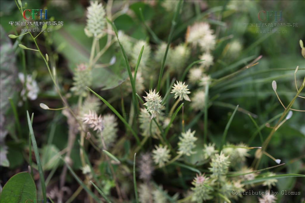 角果毛茛屬