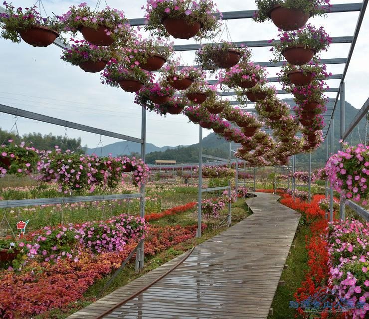 花果隧道