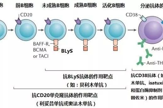 前 B 細胞