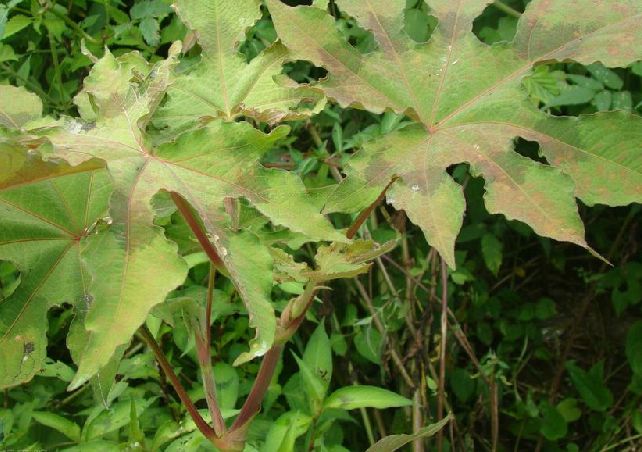 Polygonum palmatum Dunn掌葉蓼