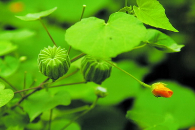 小花磨盤草