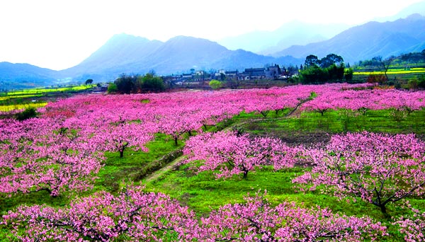 桃花節