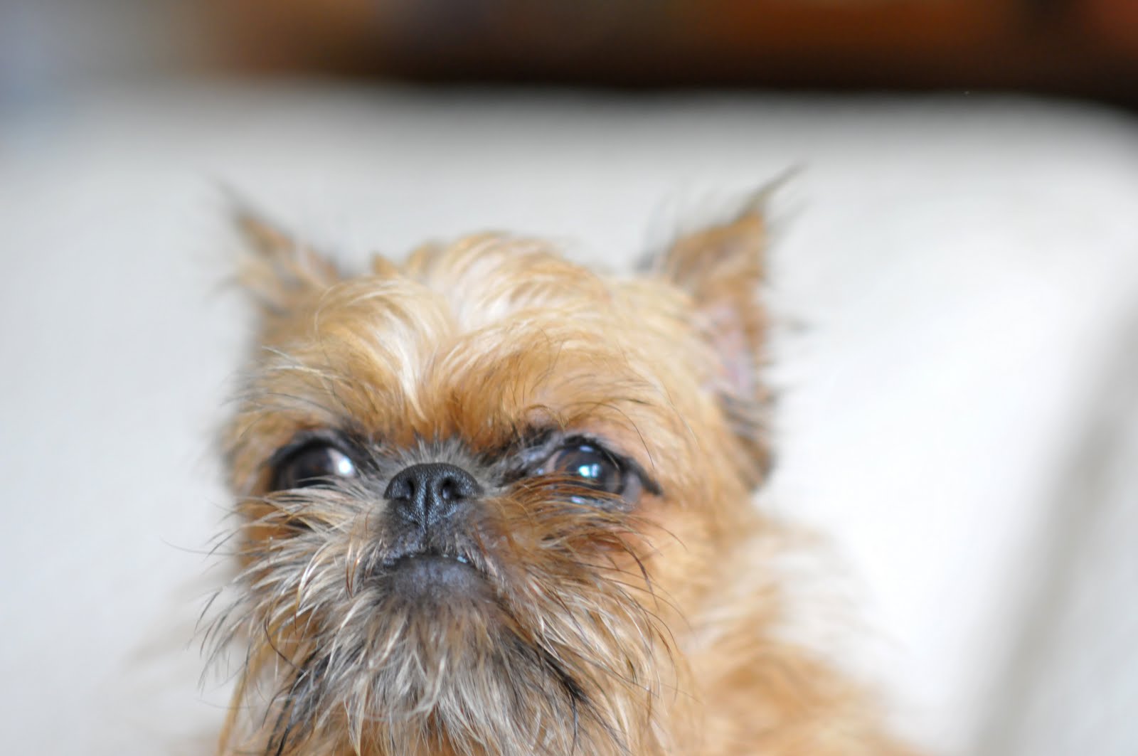 BRUSSELS GRIFFON