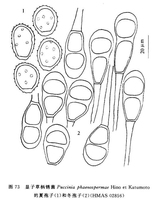 顯子草柄鏽菌