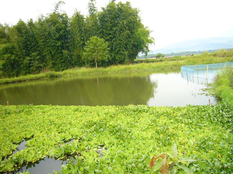 東丙村