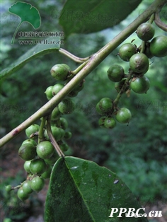 雲南旌節花 Stachyurus