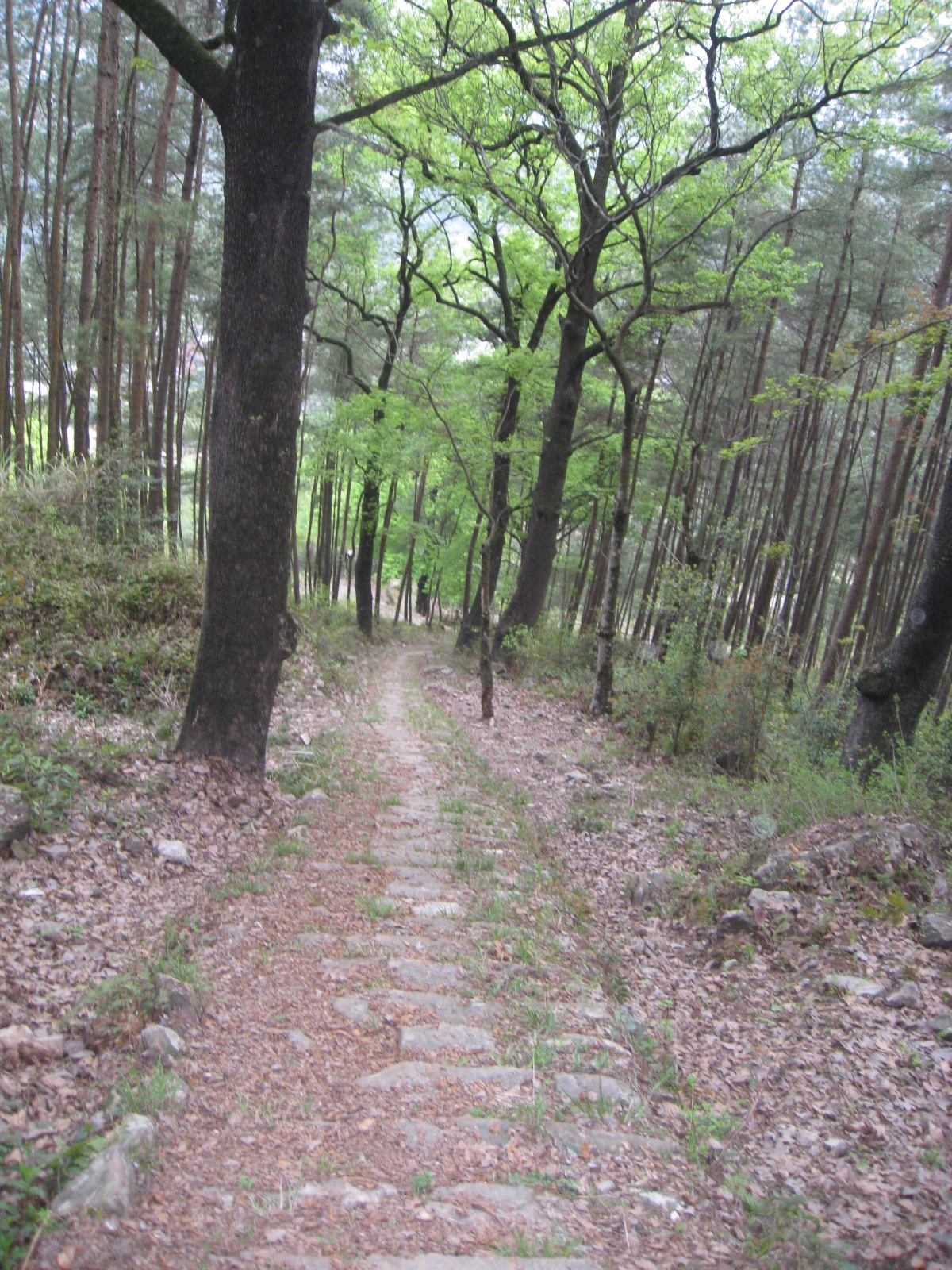 山坑嶺古道