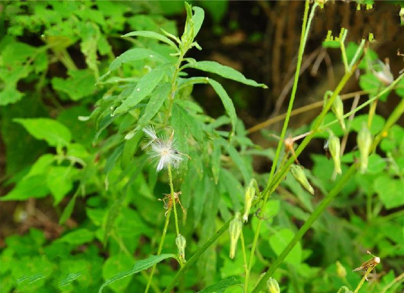 紫毛毛鱗菊