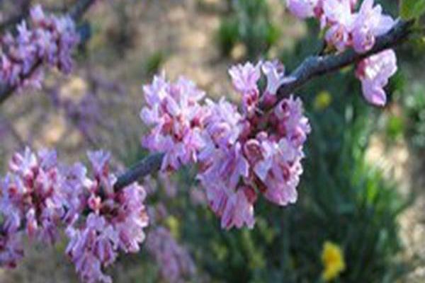 Cercis canadensis \x27Ace of Hearts\x27