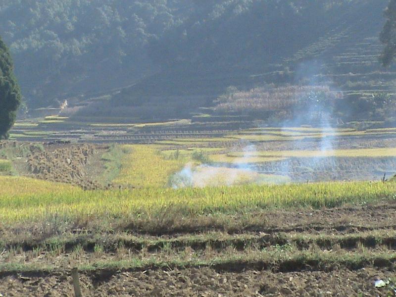 勐準村稻田