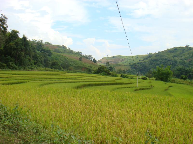 蓮花村