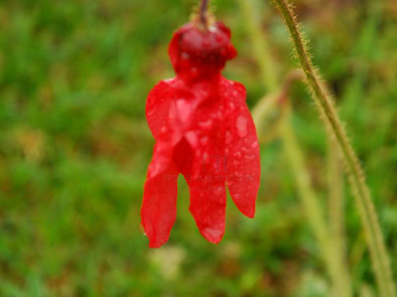 紅花綠絨蒿(罌粟科綠絨蒿屬植物)