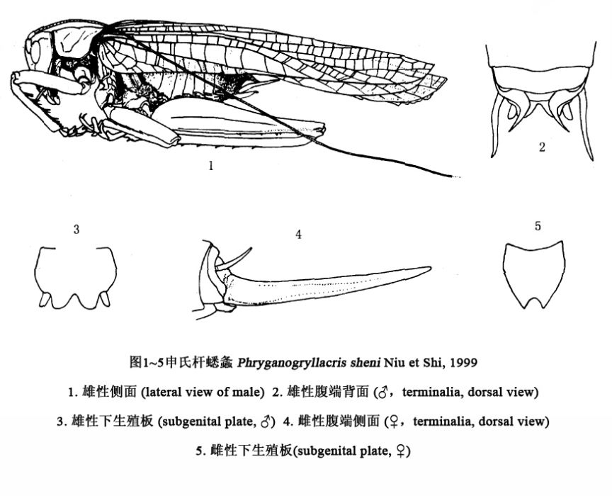 申氏桿蟋螽
