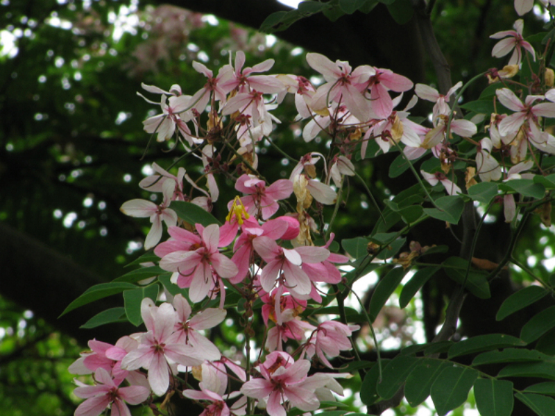 粉花山扁豆