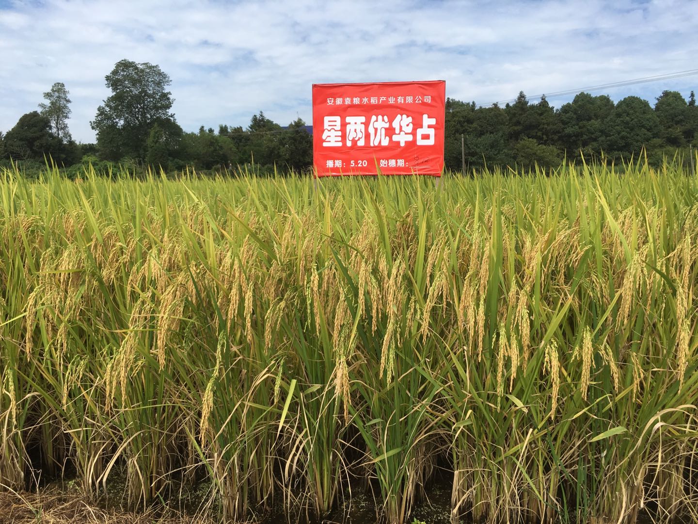 星兩優華占田間表現優異