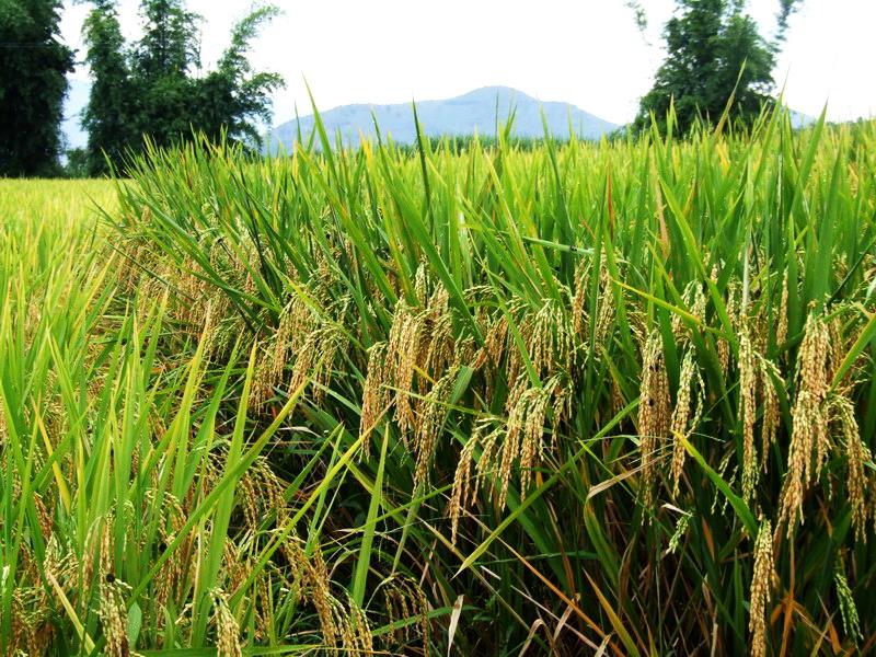 莫卡自然村水稻種植業