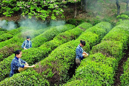 天台華頂雲霧茶