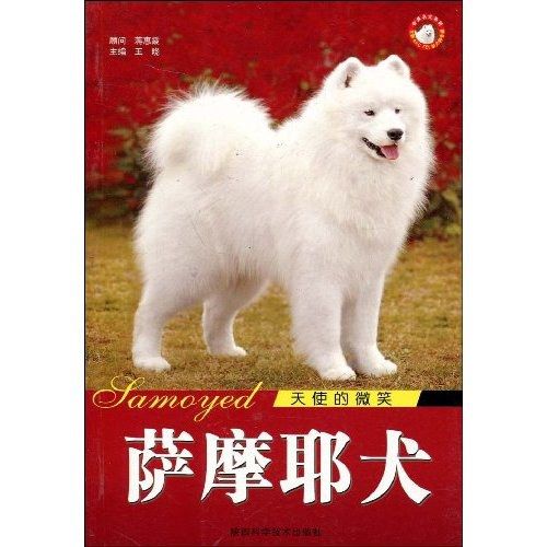 天使的微笑：薩摩耶犬