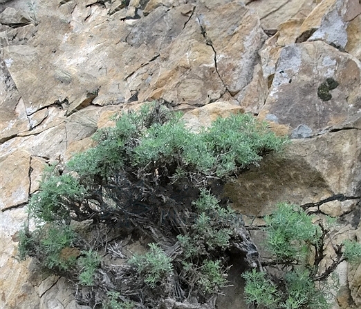 岩蒿(植物)